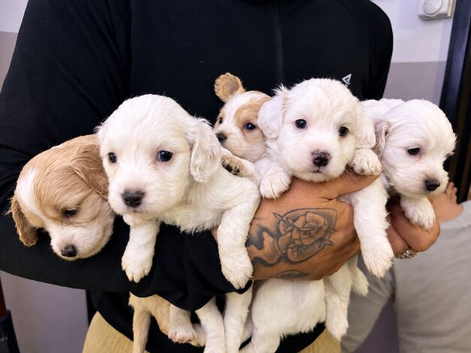 Cockapoo puppies for sale