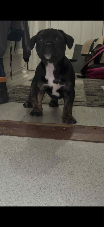 Black Brindle Brutus