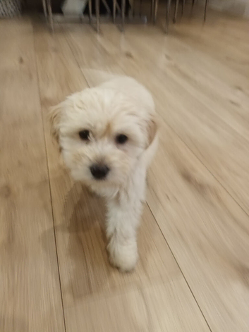 Cockapoo puppy girl