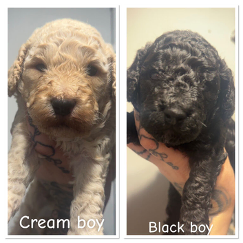 Mini Poodle Puppies - Ready November - Last 2 Boys