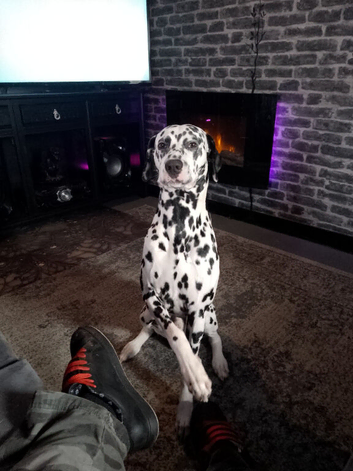 Brewster Pure Bred