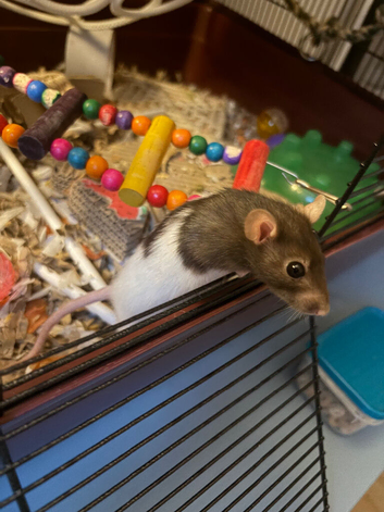 3 dwarf rats