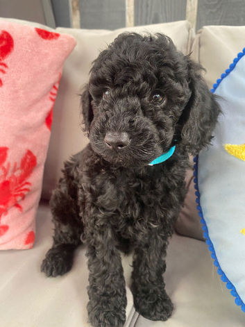 Cockapoo puppies