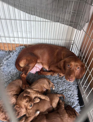 Beautiful Cockapoo Puppies - Loving & Playful Description: