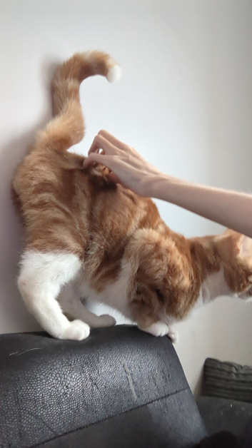 2 cats one male one female