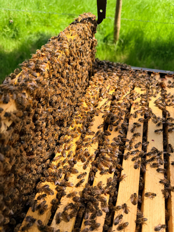 6 Frame Overwintered Langstroth Nuc of Bees 2027 Spring