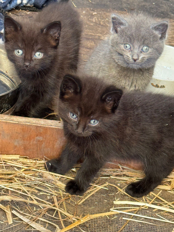 Beautiful kittens available