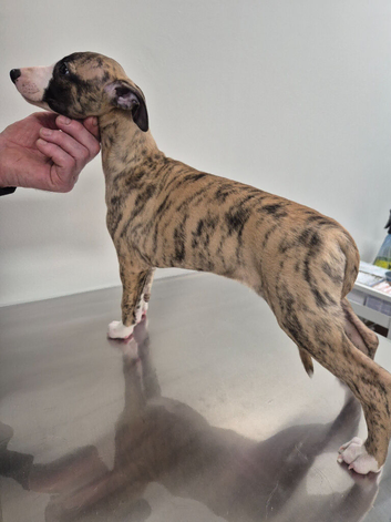 Ready to leave now 3 kc pedigree bred show whippet pups