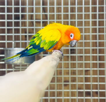 Sun conure parakeet
