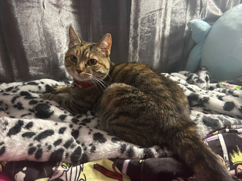 Tabby