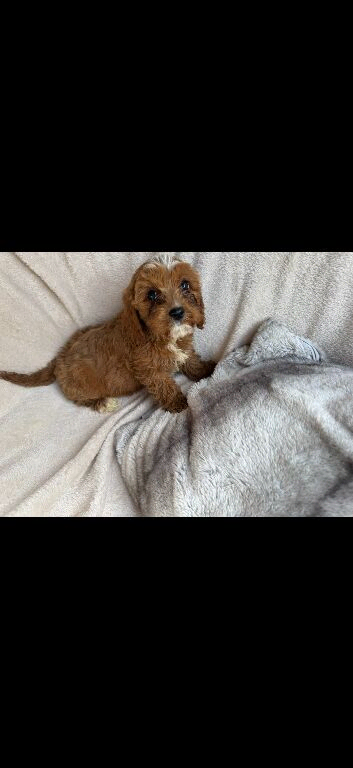 Beautiful red cavapoos