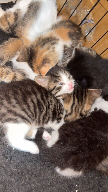 Kittens due 5th July.