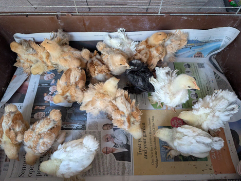 Chicks - Smooth and Frizzle