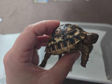 Leopard Tortoises