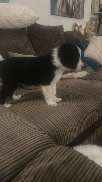 Border collie puppy