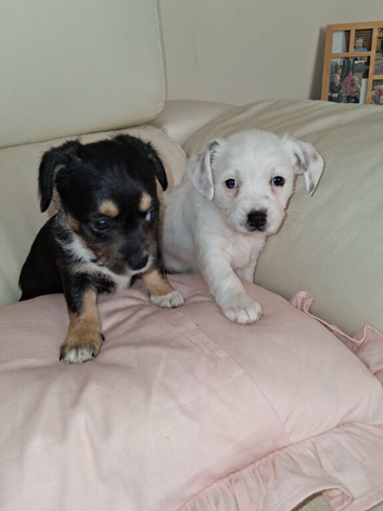 Chihuahua x mam dad borderline terrier
