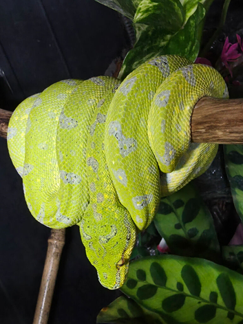 CB24 Sorong x Biak Female