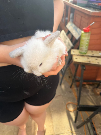 Mini lops magpie 1 doe 1 buck left