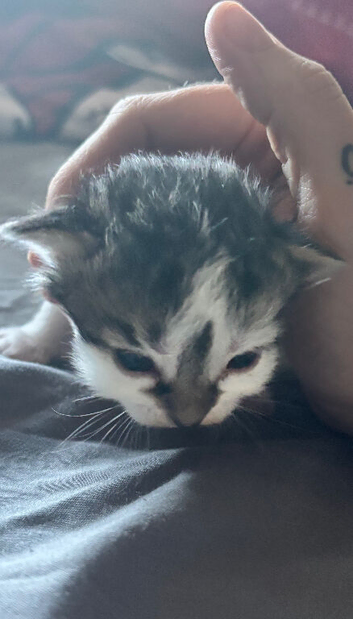 3 kittens for sale