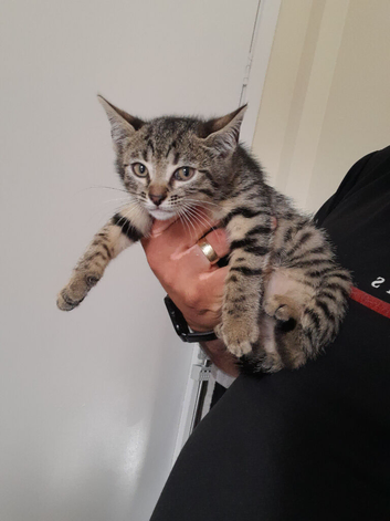 Bengal crossed kittens for sale