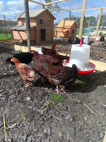POL hens
