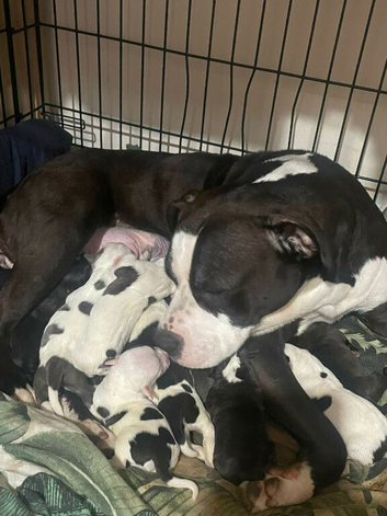 Bulldog cross staff pups