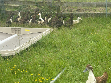 Ducks