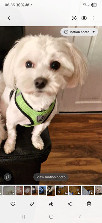 Dog for Stud