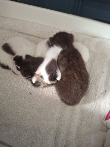 Kittens