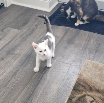 British Shorthair cross Bengal kitten