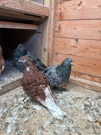 2 pairs of fancy frillback pigeons