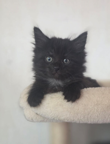 Maine Coon Cross Kittens READY TO LEAVE