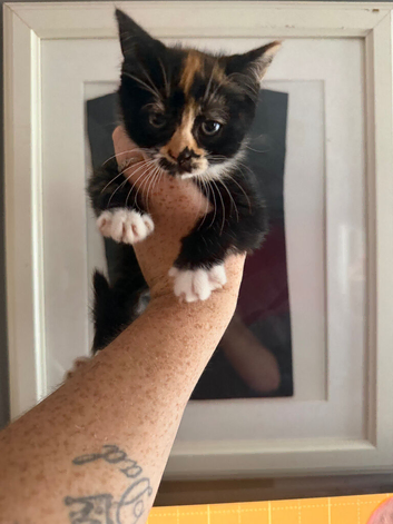 Calico Kitten
