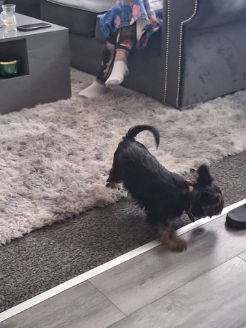 Yorkshire Terrier