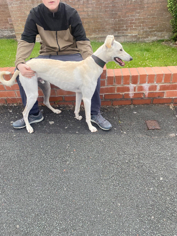 saluki x greyhound