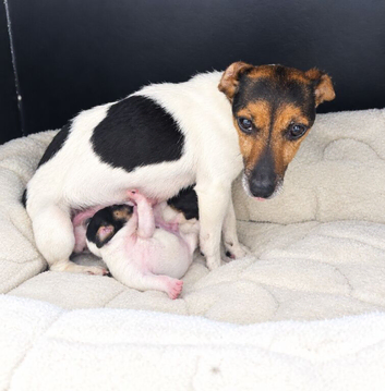 Girl Jack Russell