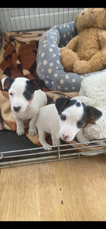 Small Jack Russell puppies
