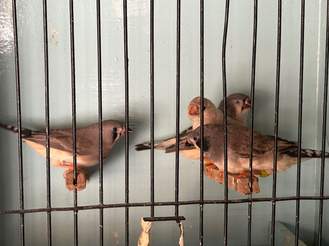 Zebra finches