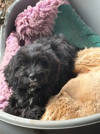Cockapoo