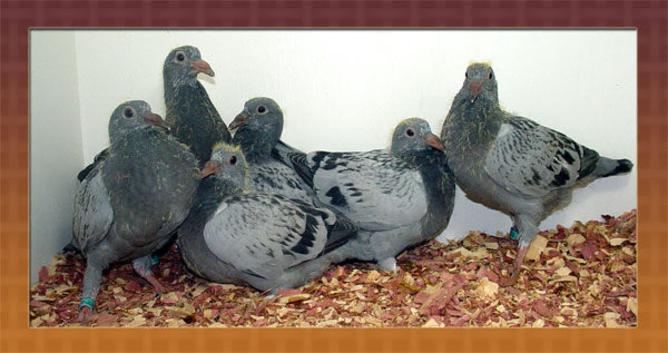 Not acctual photo Pre order 2027 racing pigeon youbirds 6