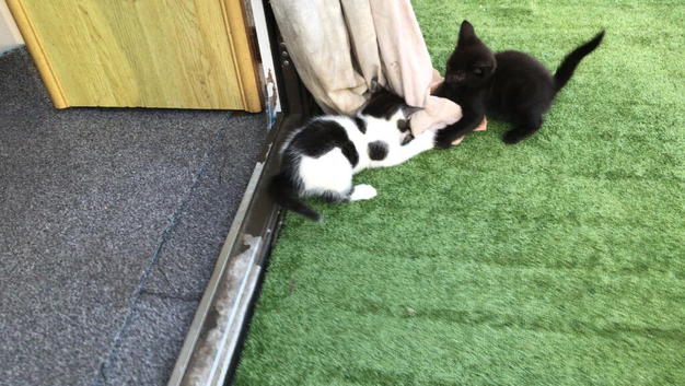 4 beautiful kittens