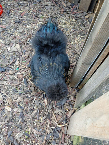 STUD. American Silkie Stud Cockerel.