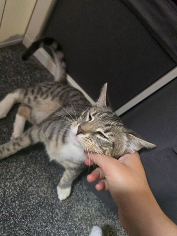 Rehoming