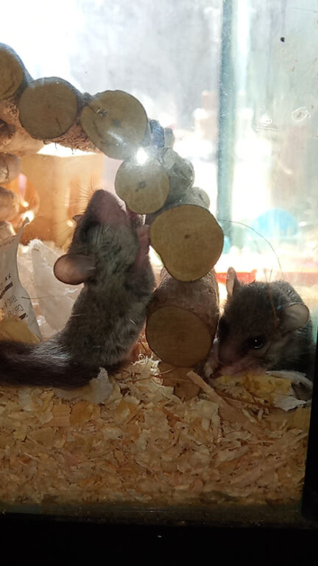 2 African pigmy door mice