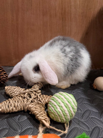 Super friendly Mini lop babies ready now (2 boys left)