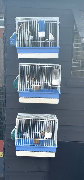 BBC goldfinches available