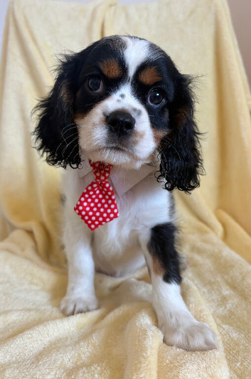 Beautiful Cavaliers ️️