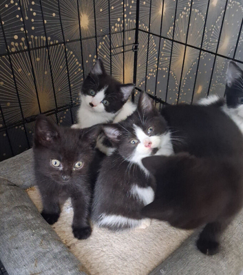 British Shorthair cross kittens