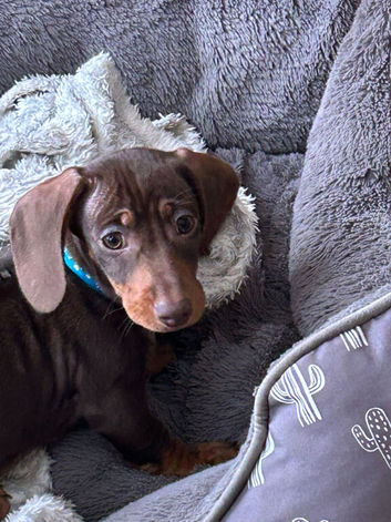 Beautiful Miniature Dachshund Puppies &ndash; Chocolate & Dapple
