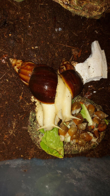 Young giant african land snails